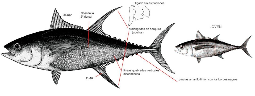 Thunnus albacares_01.jpg